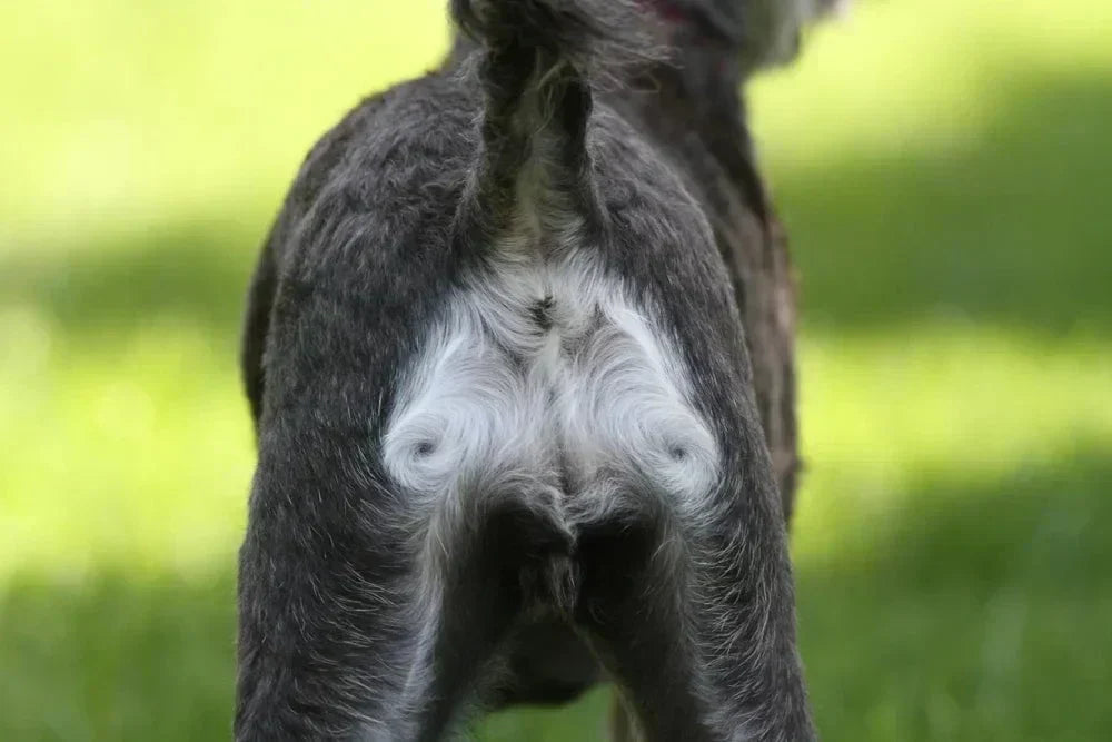 Blocked anal glands in dogs