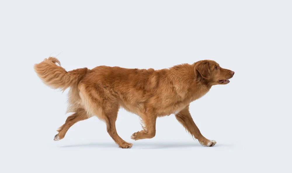 Understanding dog joints: Anatomy and issues