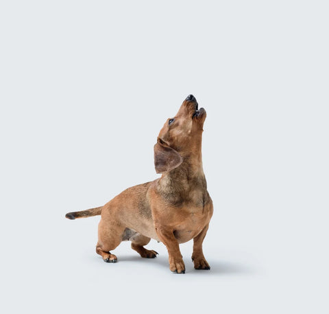 Dog barking at night