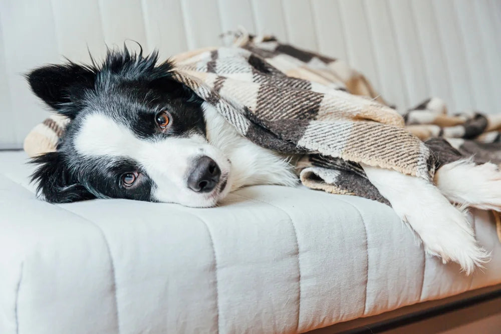 Do dogs get colds?