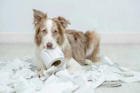 dog with diarrhoea 