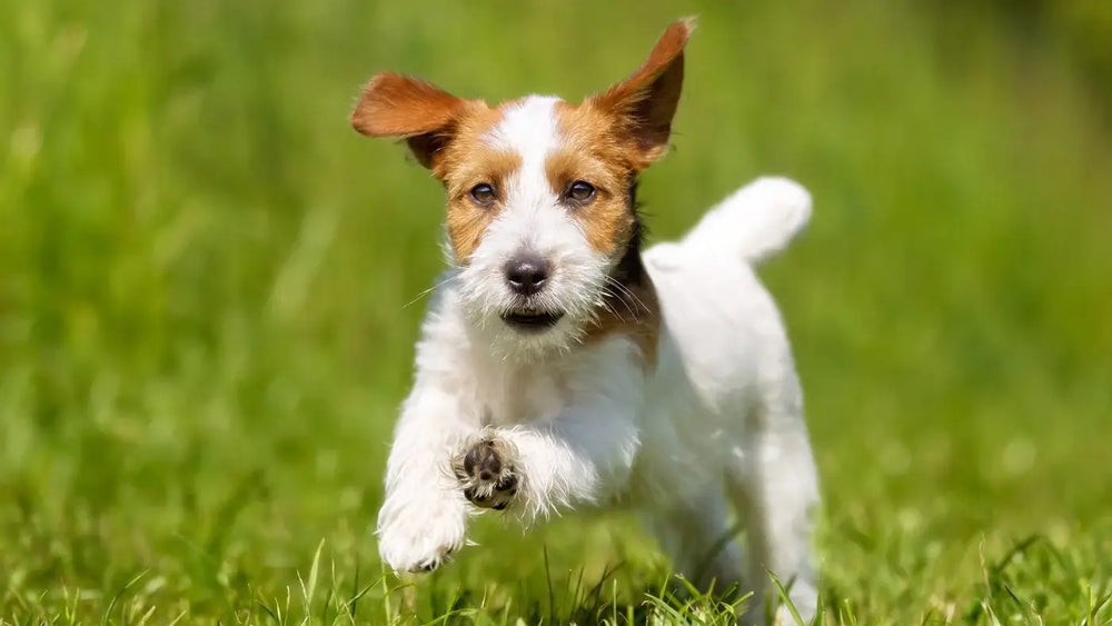 Small brown and white dog running through green grass