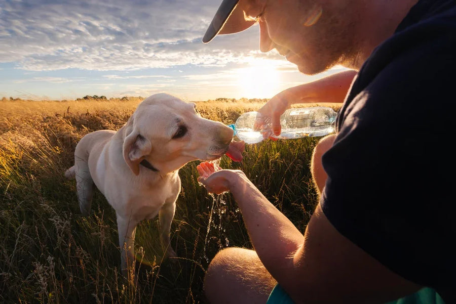 Dog drinking water from bottle