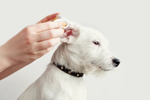 Dog with yeast infection