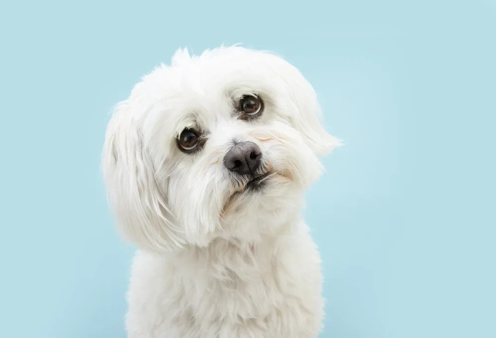 7 signs of poor gut health in dogs