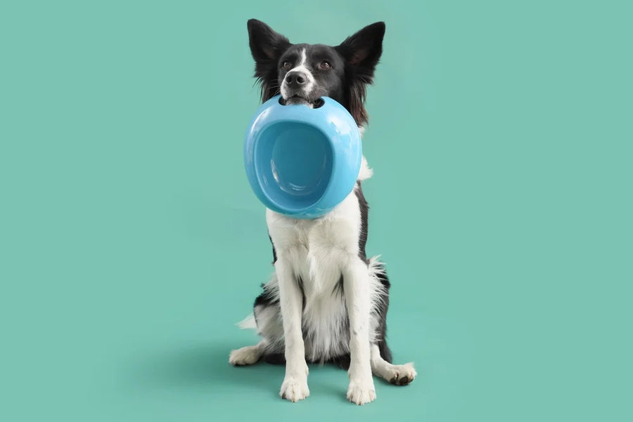 Dog with bowl in its mouth