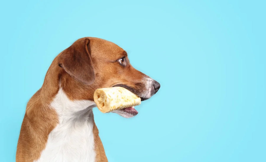 Why do dogs hide their treats?