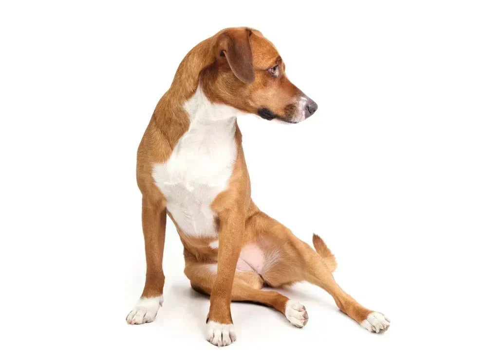 dog with hip dysplasia sitting