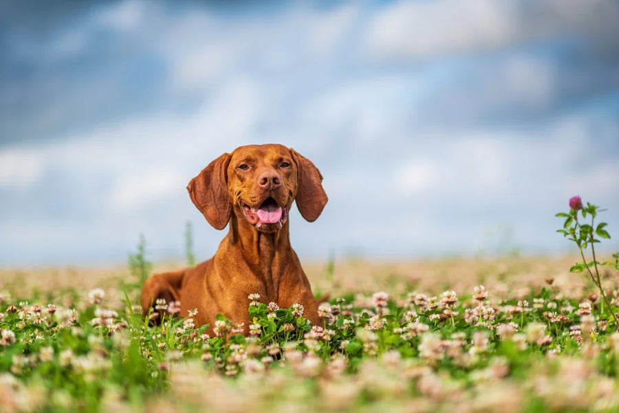 Dog sat in field reverse sneezing