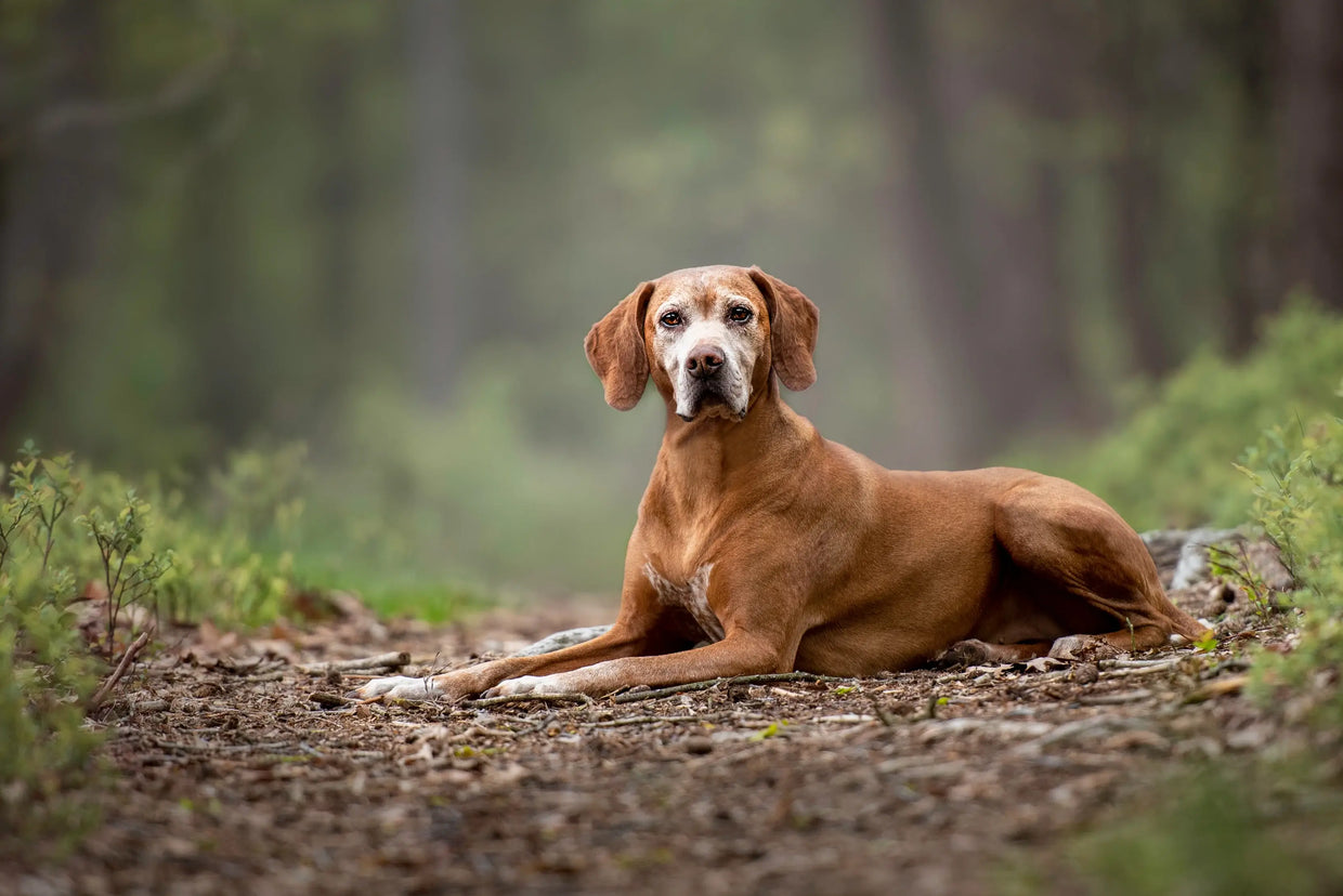 Dog being regal and majestic in a forest