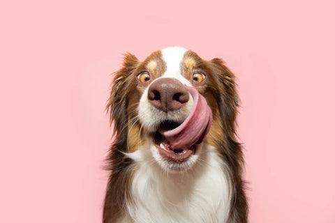 dog licking face