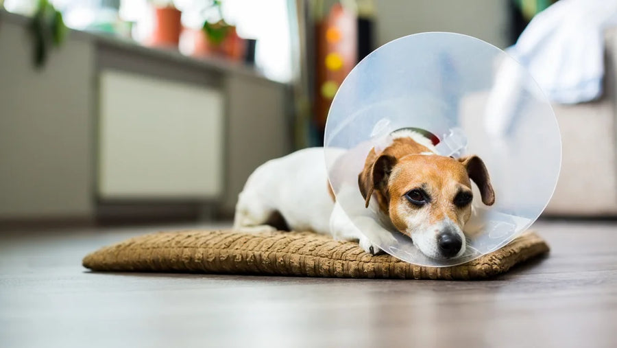 Hot spots on dogs