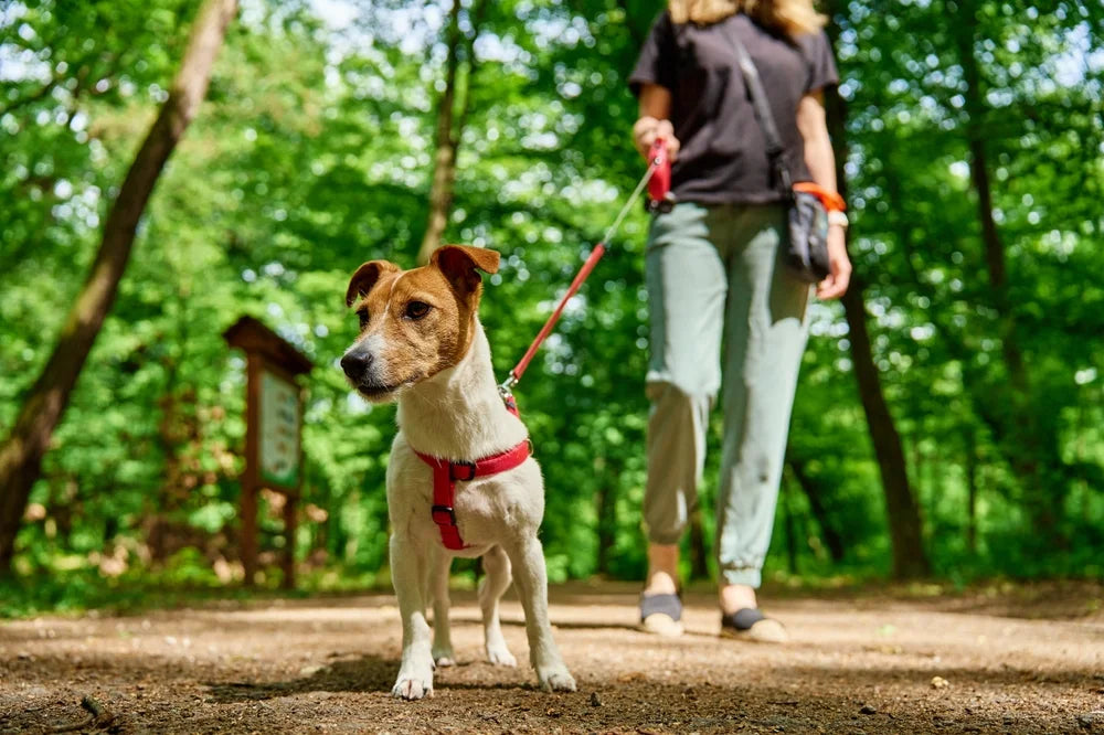 Have you found blood or mucus in your dog’s poo?