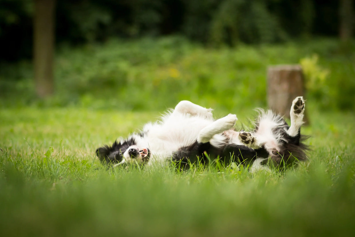 A dog scratches itself by rolling on the grass