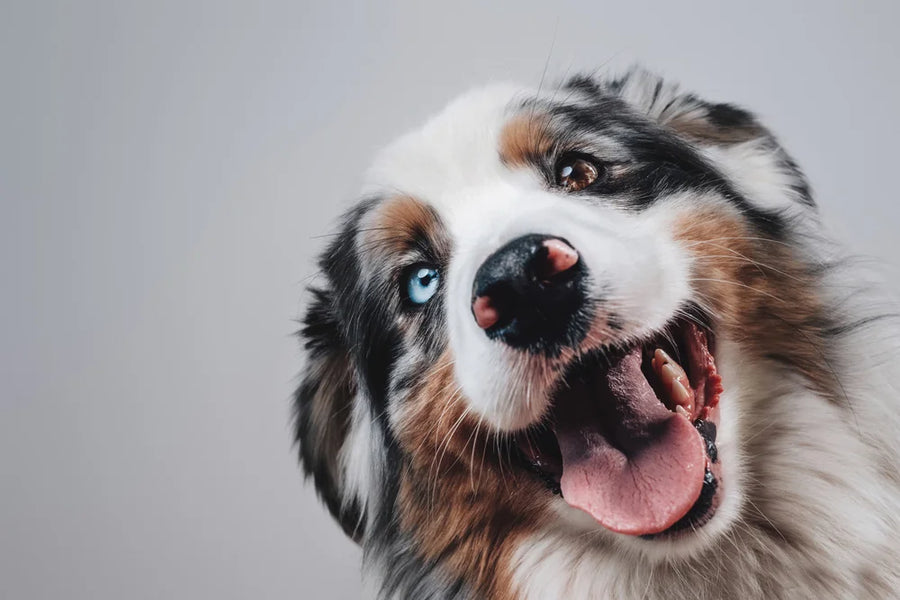 Dog with gingivitis