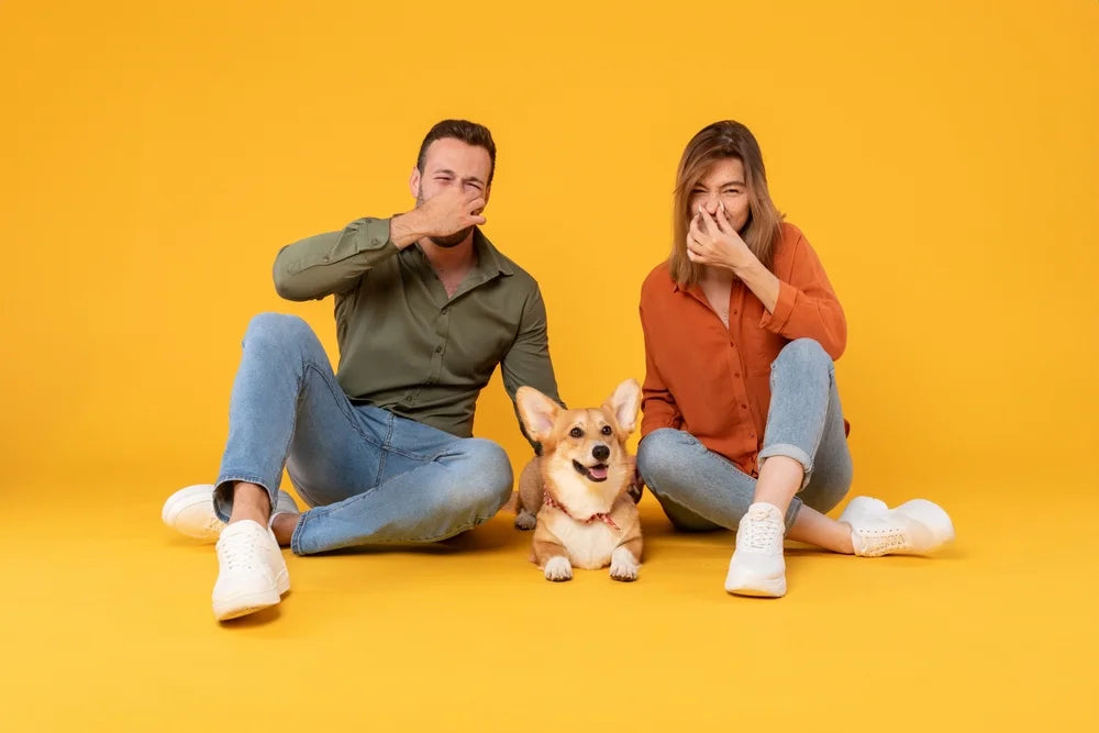Why do my dog’s farts smell so bad?