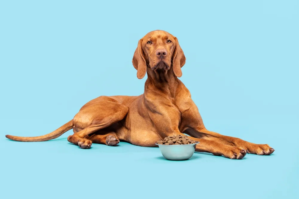 Stomach problems in dogs: Symptoms, causes and treatments