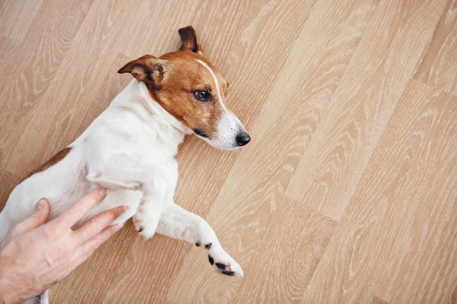 Why is my dog’s stomach gurgling?