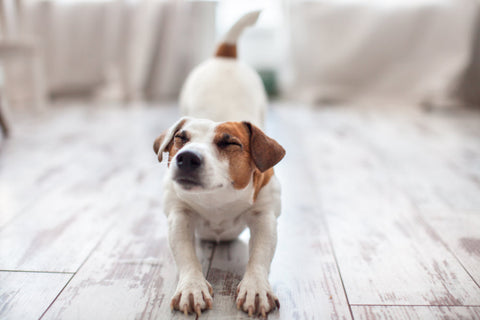 Dog Stretching Clicking Joints