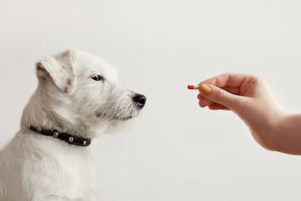 dog taking a worming pill