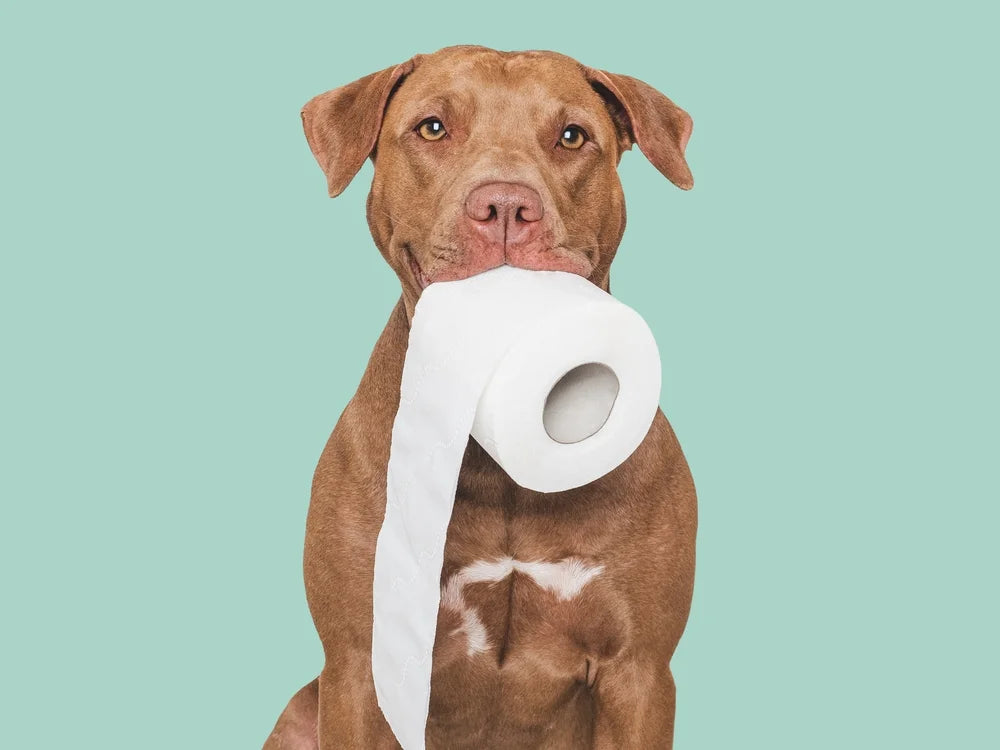 dog with diarrhoea 