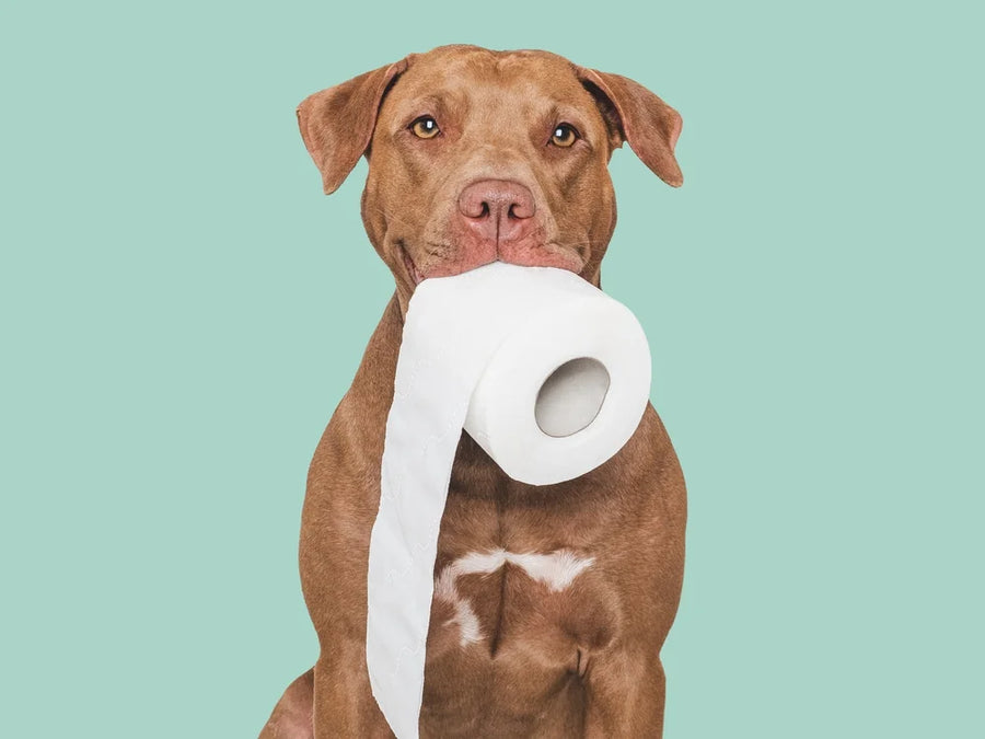 dog with diarrhoea 