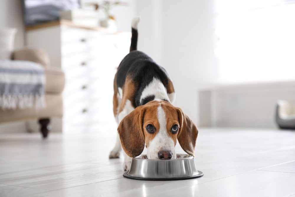 What to give a dog with an upset stomach