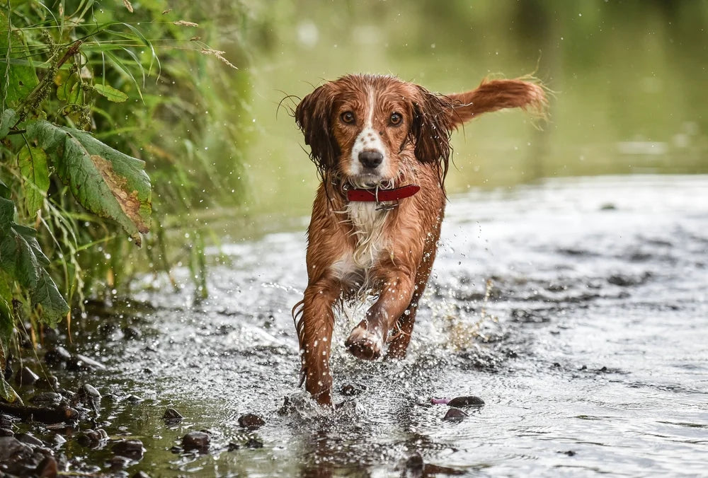 wet dog wagging tail