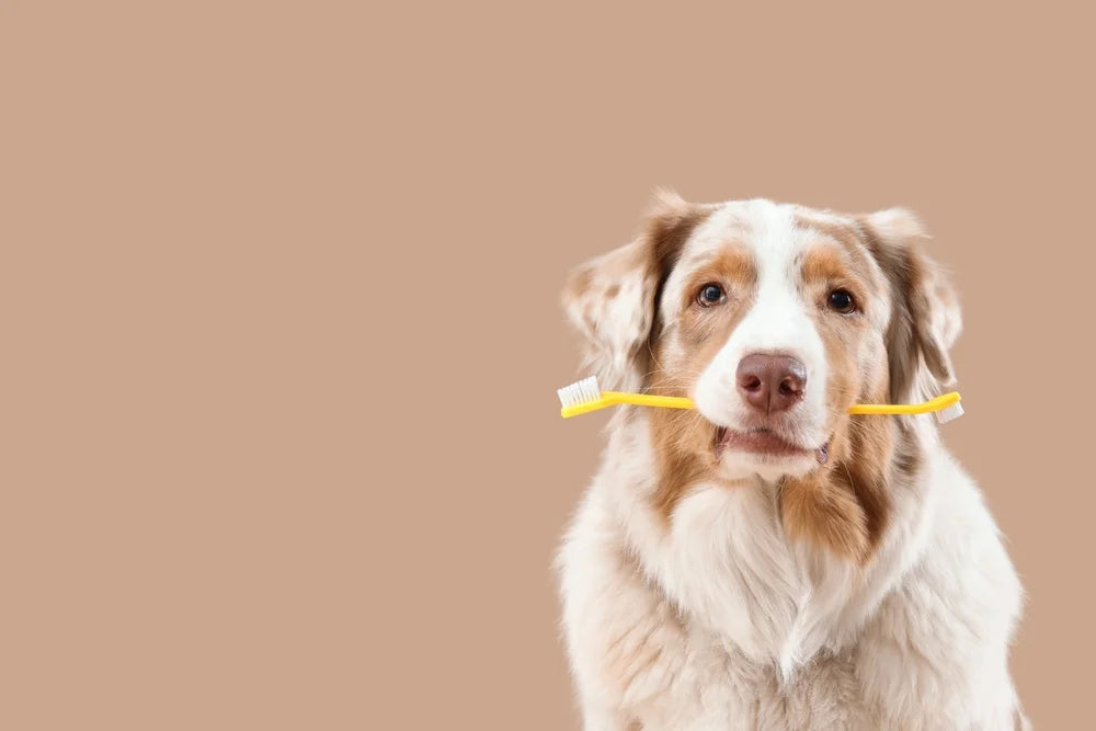 Why does my dog's breath smell so bad?