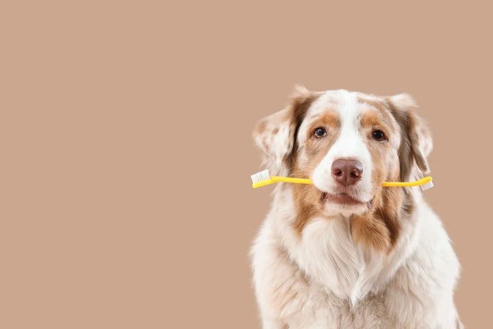 Why does my dog's breath smell so bad?