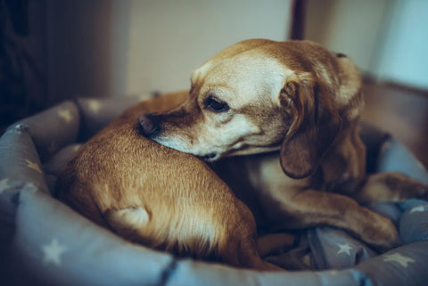 dog with ringworm