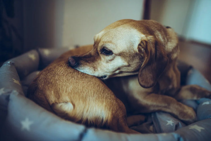 Ringworm in dogs