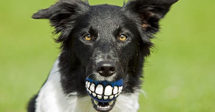 Guide To Cleaning Your Pets' Teeth