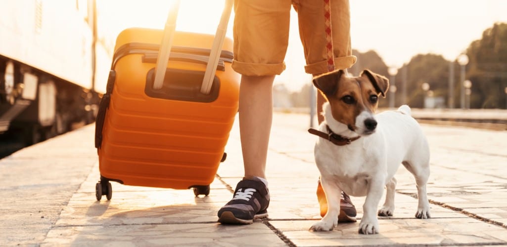 Should you travel abroad with a senior dog?