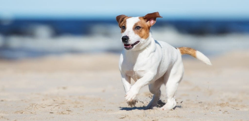 Your dog’s first day at the beach