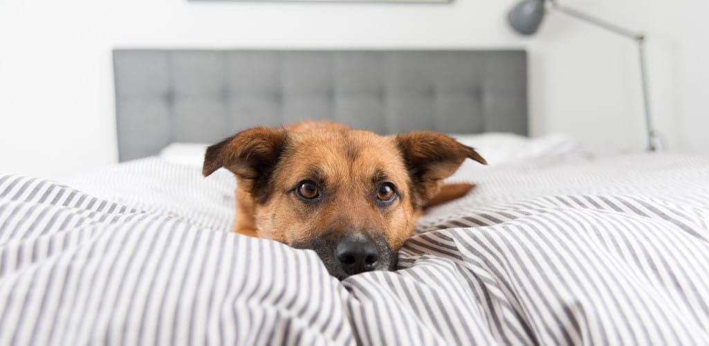 Does Your Dog Sleep In Your Bed?