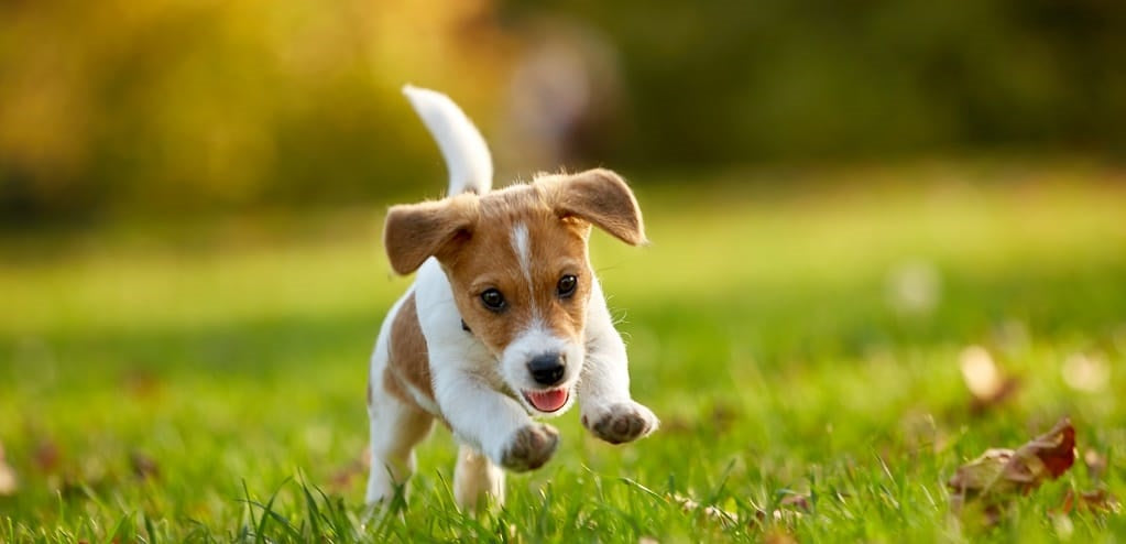 Small puppy leaping through a field, with great joints for YuMove.