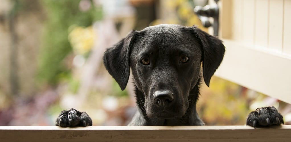 Black Lab at the door