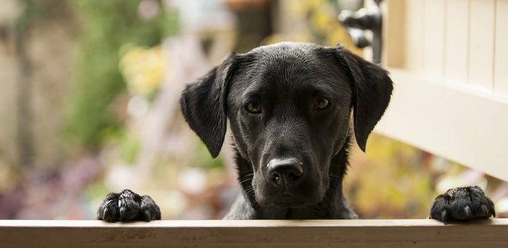 Why do dogs jump on you?