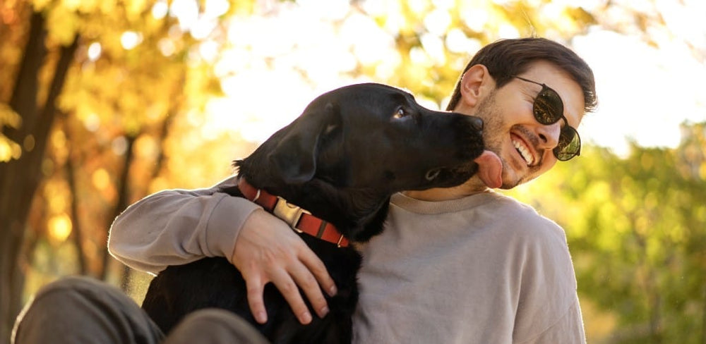 Black Labrador licking owners face, YuMove