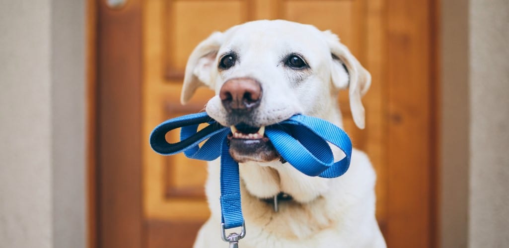 Labrador holding lead in it's mouth