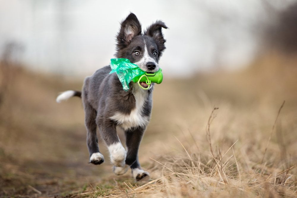 How often should a puppy poop?