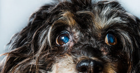 Older dog with cataracts