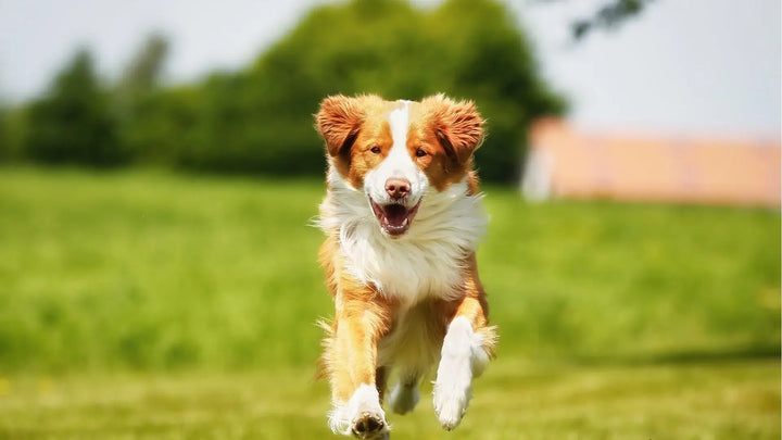 Cod Liver Oil & Fish Oil For Dogs