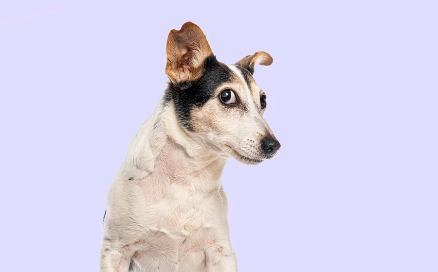 Gas relief in dogs