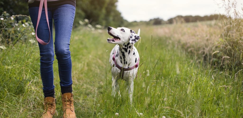 Dalmatian and owner on a walk for YuMove