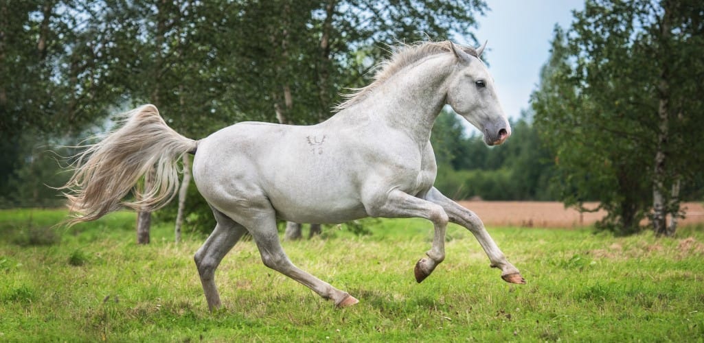 White horse running in field