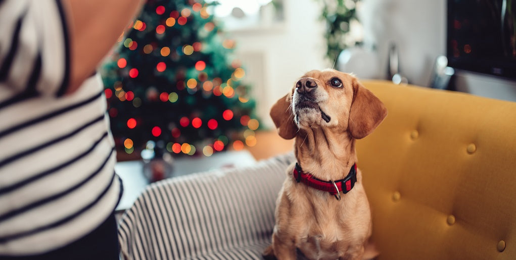 Dog on sofa waiting for a treat