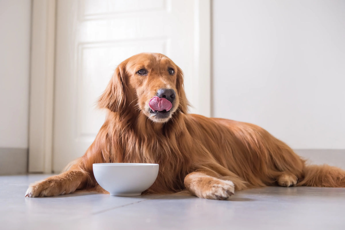 How to support your dog’s digestion