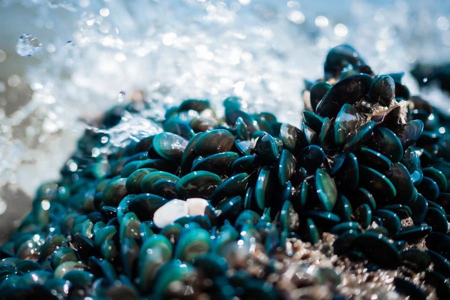 Green lipped mussel for joint care